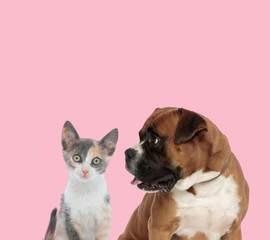 team of metis cat and boxer
