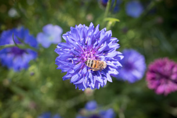 Spring Flower on a meadow