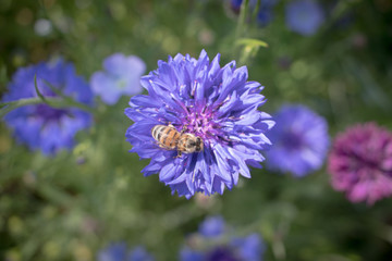 Spring Flower on a meadow