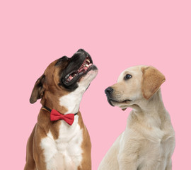 team of boxer and labrador retriever on pink background