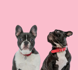 team of two french bulldogs on pink background