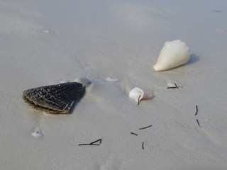 Shells