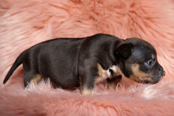 Side view of a suspicious American Bully l