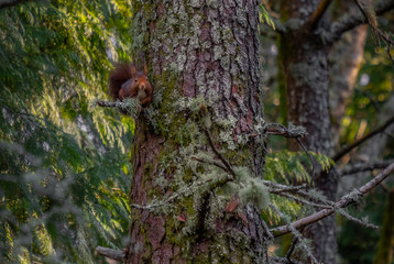 Bonito esquilo selvagem no galho da árvore na floresta