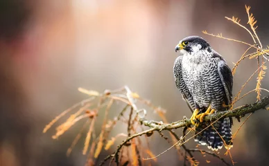 Rolgordijnen Peregrine falcon on branch. Bird of prey falconry male portrait, Falco peregrinus © Milan