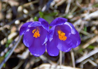 purple crocus flowers in spring