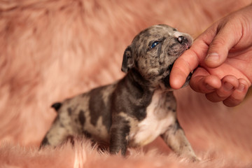 cute american bully biting finger