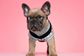 cute small french bulldog in costume looking to side
