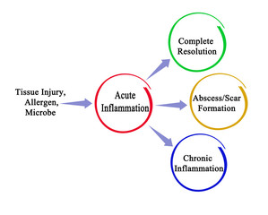 Three ways of resolution of acute inflamation