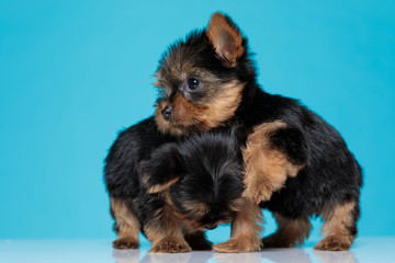 adorable couple of yorkshire terrier cuddling