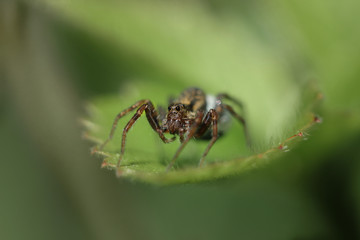 Hunting spider sitting on a green leaf. Partial focus on the eyes, Moscow region, Russia.