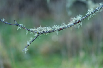Selective focus close up of lichen growing on thin branch
