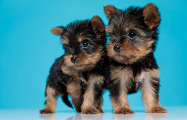 adorable couple of yorkshire terrier looking to side