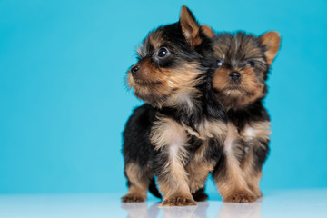 group of cute yorkshire terrier looking to side and searching