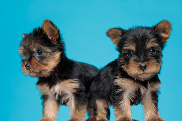 adorable couple of two yorkshire terrier standing back to back