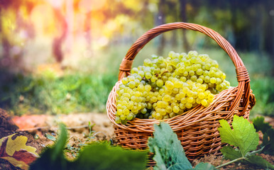 Woman hold grapes in wooden box. Grapes white wine gathering.