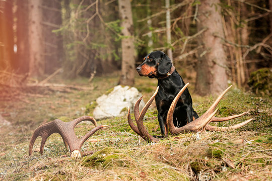 Antlers from the big deer in forest with hunter dog in the backround. (Slovak kopov).