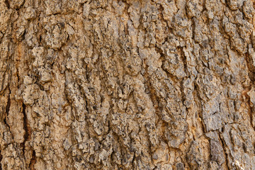 tree bark texture