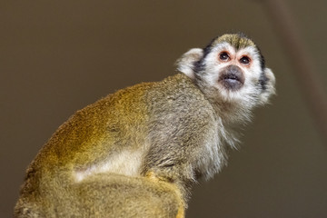 Capuchin Monkey