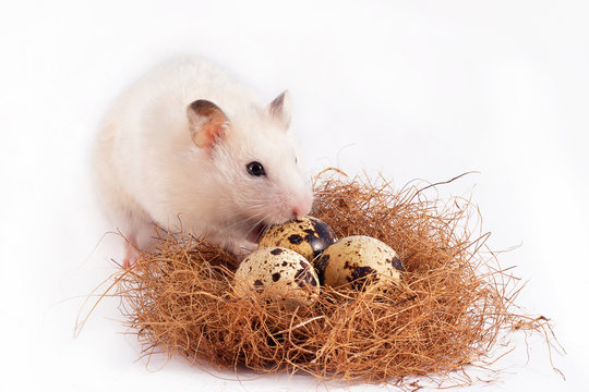 A beige mouse holds a quail egg in its hand. A small rat with food. Easter card. Decorative rodents close-up . Hamster and beautiful Easter eggs. Hamster on the background of quail eggs.