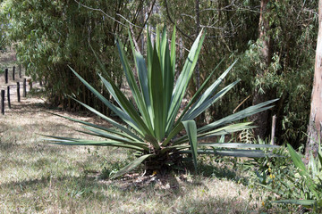  Cocuiza plant in the tropical forest