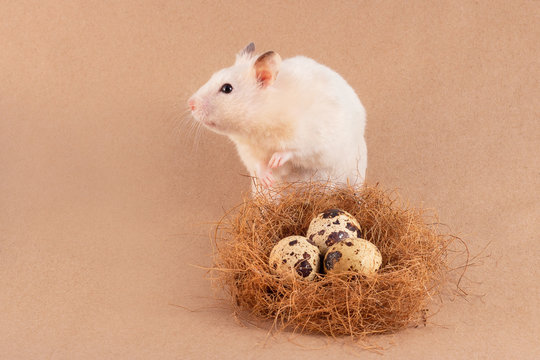 A beige mouse holds a quail egg in its hand. A small rat with food. Easter card. Decorative rodents close-up . Hamster and beautiful Easter eggs. Hamster on the background of quail eggs.