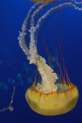jellyfish in water