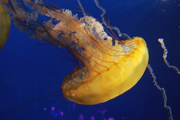 jellyfish in water