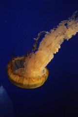 jellyfish in water