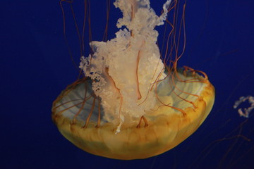 jellyfish in water