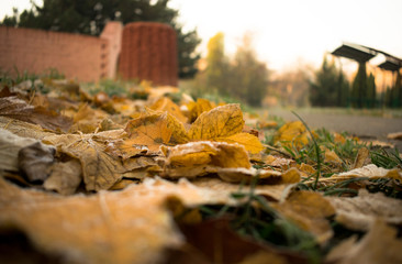 Macro photo of autumn leaves in the park