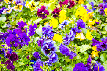 Floral spring background of many pansies in yellow , blue, purple and maroon, top view.