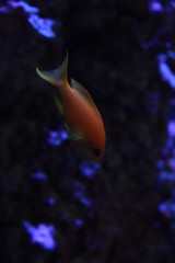 fish in aquarium