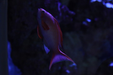 fish in an aquarium