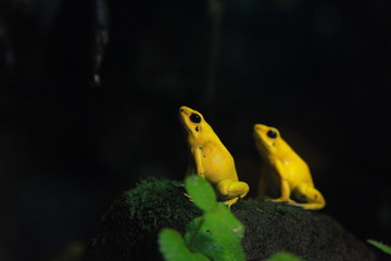 frog in aquarium