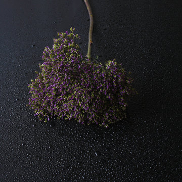 trachelium flowers background flowers