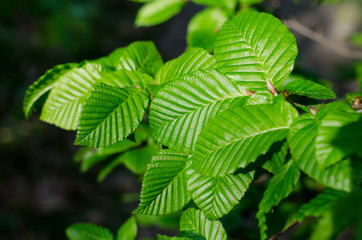Fresh green Corylus leaves. Juicy Hazelnut leaves in the forest. Springtime natural background.