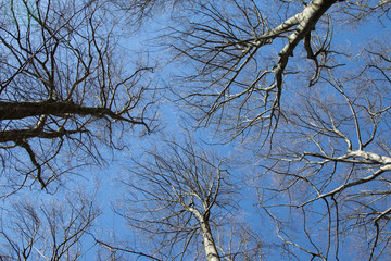 Treetops photographed without leaves against the sky, no leaves, blue sky
