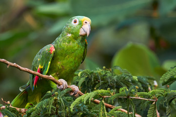 Cute parrot perching on a branch