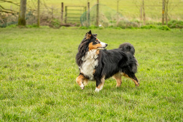 Sheltie out for a walk