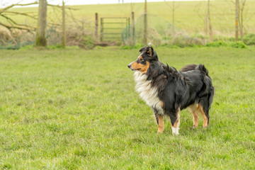 Sheltie out for a walk
