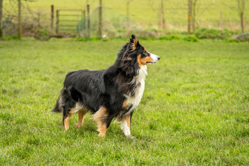 Sheltie out for a walk