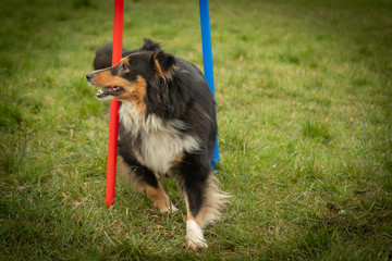Shetland sheepdog doing weaves, agility