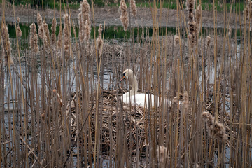 white swan sitting on nest  from reed 