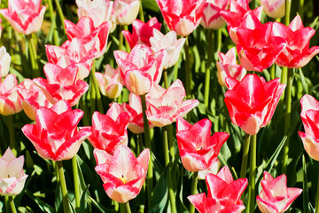 Pink tulip flowers blooming in a tulip field at sunset. Nature background.