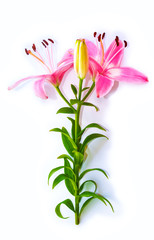 Bright lily flowers isolated on white background.