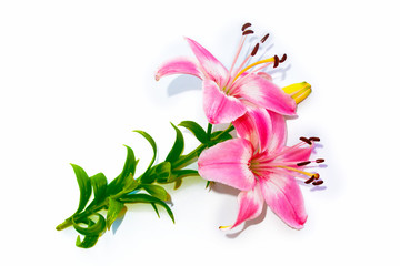 Bright lily flowers isolated on white background.