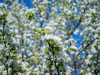 Beautiful apple cherry tree in bloom. Spring trees blossom in the park. Trees with white flowers blossoming. Sun shines through the tree. Blue sky white flowers green leaves