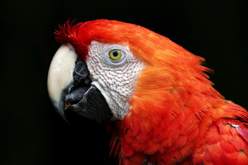 Portrait of a beautiful scarlet macaw