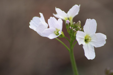 Fototapeta premium Cardamine de prés 